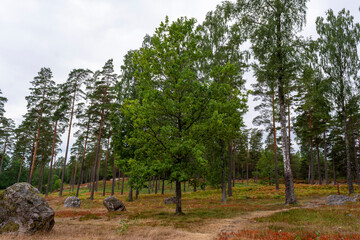 Obraz premium Ancient Stone Tombs Swedish Pine Forrest.