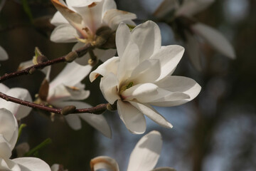 white magnolia flowers.