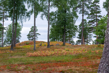 Obraz premium Pine Forrest In Sweden.