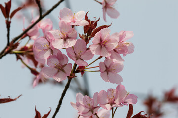 pink sakura blossom.