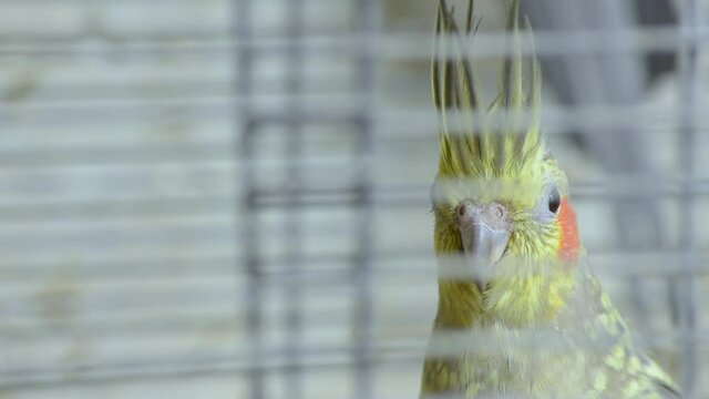 pajaros en jaula 20
