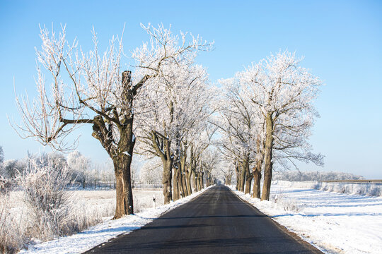 Germany, Brandenburg, Alley in winter