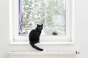 Black cat sitting on window sill