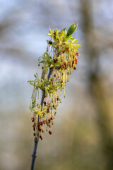 Acer negundo manitoba boxelder maple male purple yellow white flowers, detail of flowering branches