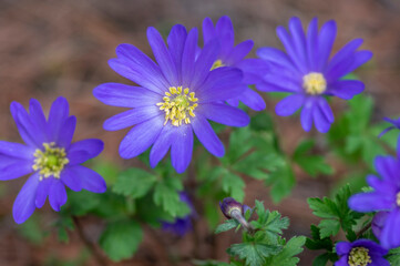 Obraz premium Anemone blanda Grecian winter windflower flowers in bloom, beautiful ornamental blue purple violet plant in bloom in springtime