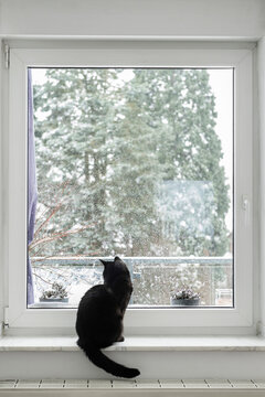Black cat watching snow falling through window