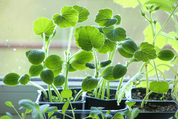 Young vegetable Pattypan squash seedlings in pots on windowsill. Plants sprout seedlings growing indoor in spring.