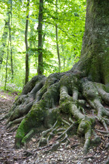 Baumwurzeln