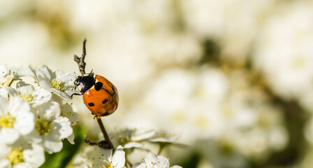 Ladybug - Coccinellidae, on the small snow-white flowers of the plant Lobularia maritima Alissum maritimum. 