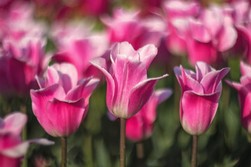 Spring flowers tulips. A pink tulips blossom in the park. Exhibition of tulips in the garden. Beautiful postcard, banner.