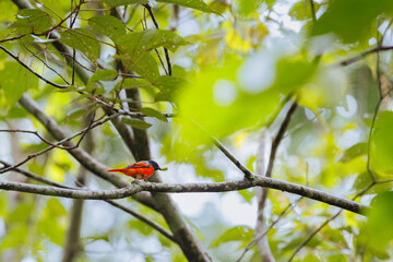 Grey-chinned minivet male in the nature.
