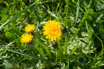 yellow dandelion flowers closeup selective focus