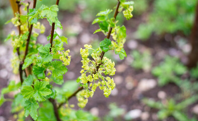 la pianta del ribes in fiore