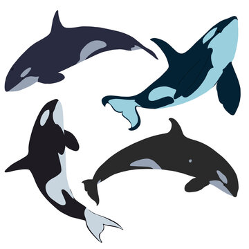 Set of killer whales. Vector illustration.
