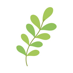 leaves vegetation branch