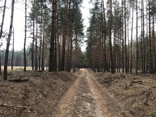 Fototapeta premium path in the woods