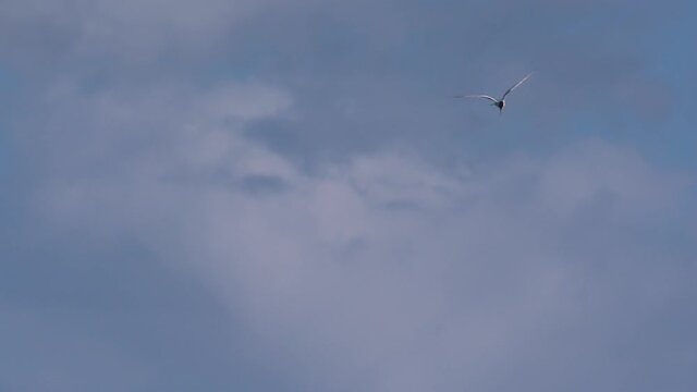 Tern sea bird flying gliding over ocean blue sky super slow motion 150fps