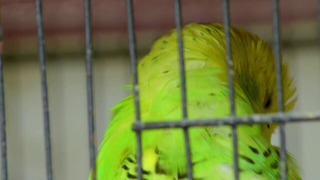 pajaros en jaula 10