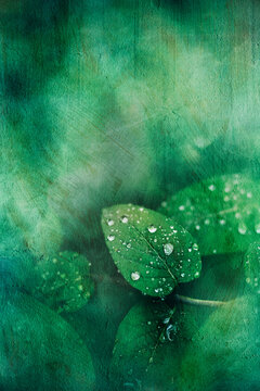 Green leaves covered in raindrops