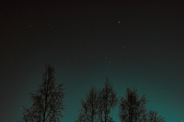 Naklejka premium Night sky with stars and trees silhouettes