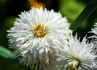 Daisy bellis blossom in the garden