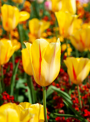 Obraz premium Tulip Hocus Pocus blossom in the garden