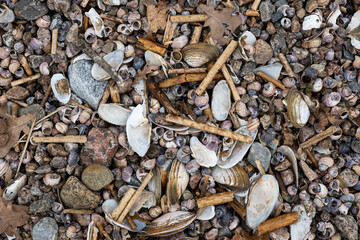 Background texture sea theme stones, pebbles, seashells