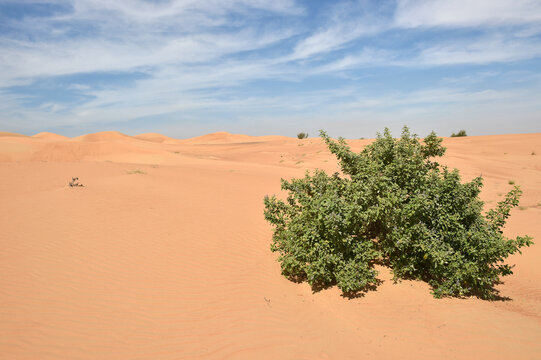 Sandw&uuml;ste bei Dubai