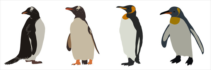 Set of different penguins. Vector illustration.
