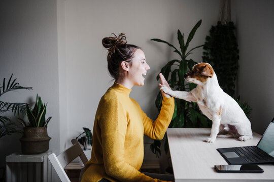 Playful woman giving high-five to dog while sitting at home office