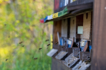 Bienenstock