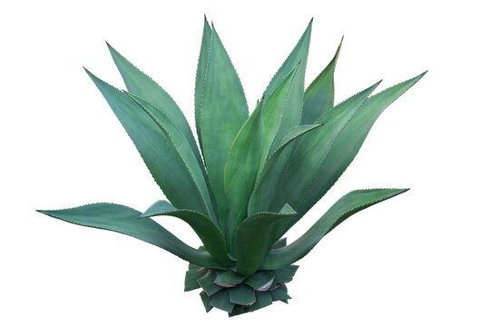 Agave plant isolated on white background. clipping path. Agave plant tropical drought tolerance has sharp thorns.