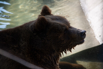 brown bear portrait