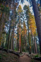  Yosemite-  National Park