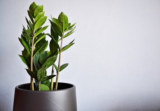 Zamiokulkas, zamiolistny, roślina, zielona roślin, garnek, izolowany, zieleń, feuille, charakter, biała, drzew, kwiat, rośliny pokojowe, doniczkowy, feuille, ziele, flora, rozmaryn, narosl, ogrodnictw