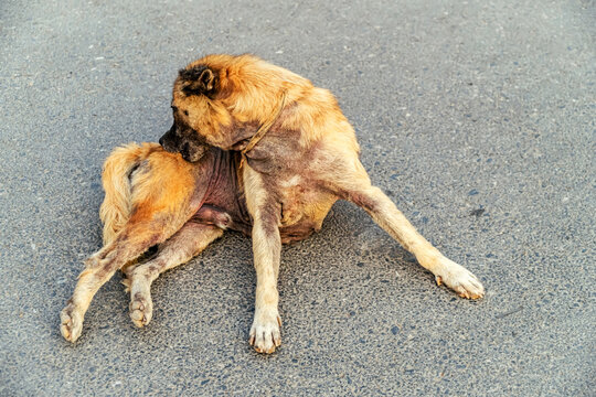 The image retouching concept blurs older dogs with skin conditions. An old dog is biting his body with his mouth because of the itching. Thai dogs itchy skin due to a severe skin disease.