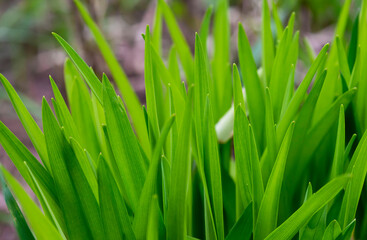 Green grass with water droplet in sunshine