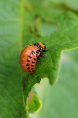 The larva of a Colorado potato beetle crawls on a pitted potato leaf. Close-up. A bright vertical illustration on the theme of protecting agricultural plants from bugs and pests. High detail. Macro