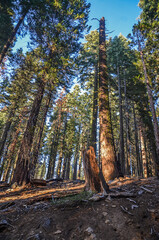Fototapeta premium Yosemite- National Park
