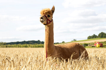 Portrait of alpaca standing in barley field