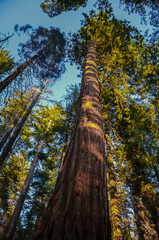 Fototapeta premium Yosemite- National Park