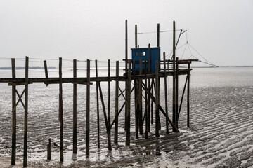 carrelet bleu à marée basse