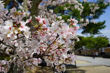 Fototapeta premium Sakura, cherry blossom, closeup view over blurred blue sky background in Nara Prefecture, Japan - 日本 奈良 桜の花 アップ