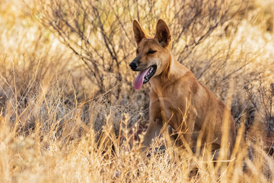 Portrait of lone dingo (Canis lupus dingo) sitting in grass in Uluru-Kata Tjuta National Park