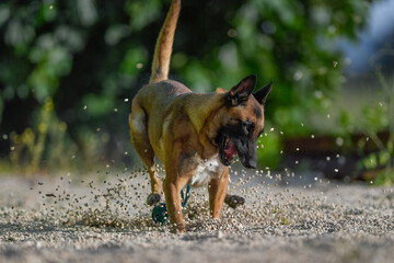 Malinois runs on rubble for training ball 