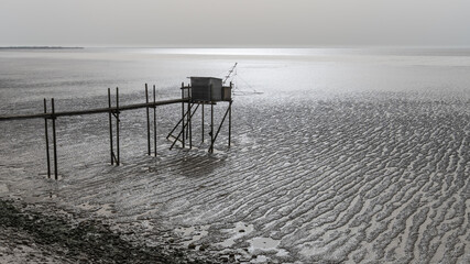 carrelet sépia à marée basse