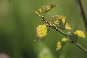 gałązka brzozy z młodymi listkami w wiosennym słońcu