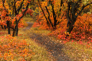 Obraz premium Path in the autumn forest, yellow fallen leaves, natural nature, beautiful autumn background.