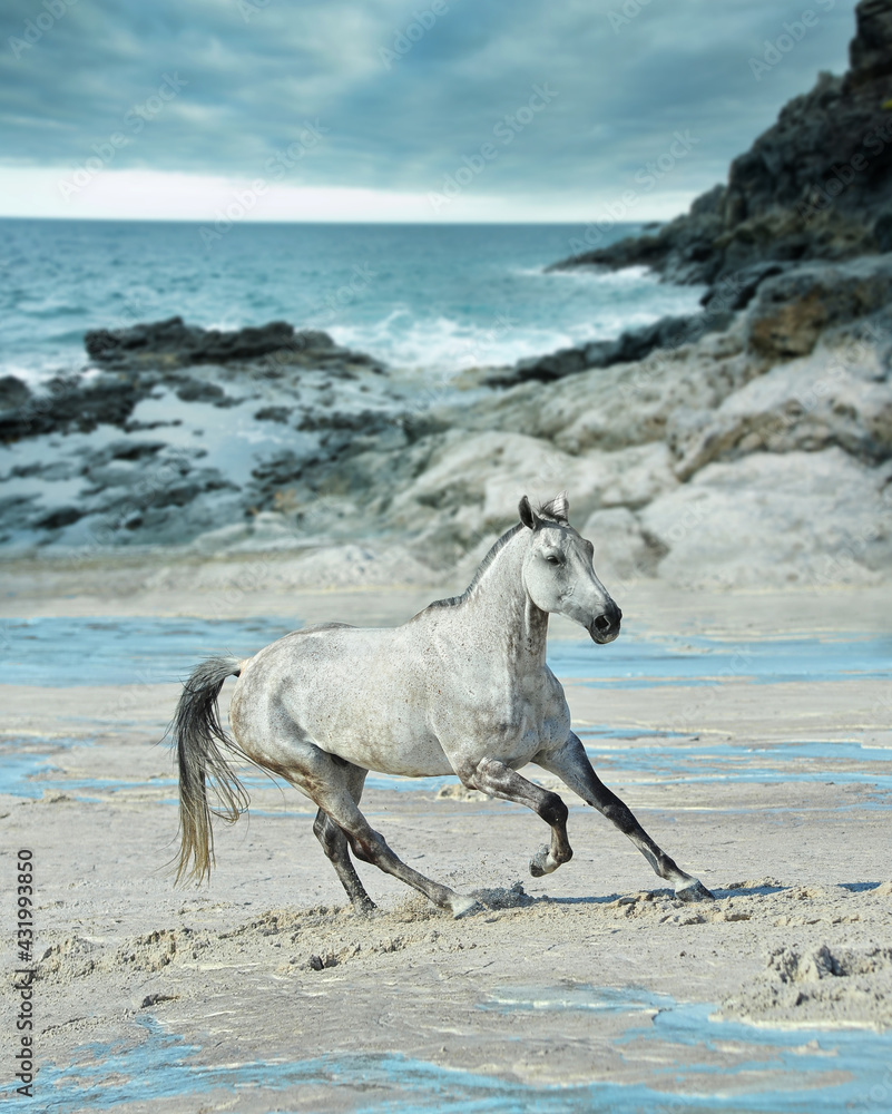 Wall mural white horse gallops on the beach