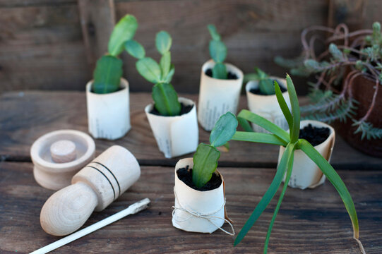 Plant potted in paper flower pot on wooden box